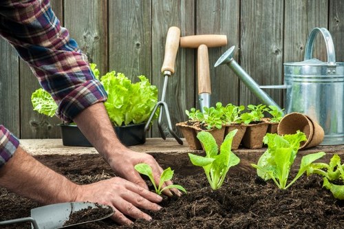 Experienced Harmondsworth gardeners maintaining a balanced home garden