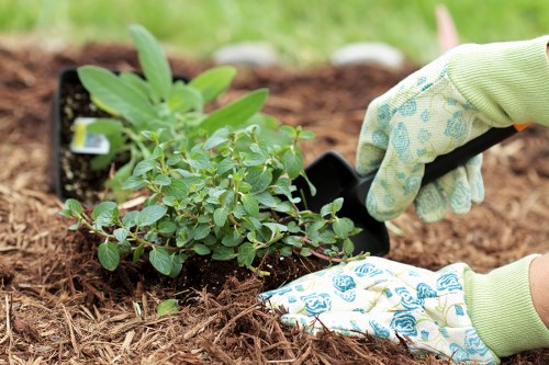 Aeration and lawn treatment for Harmondsworth lawns