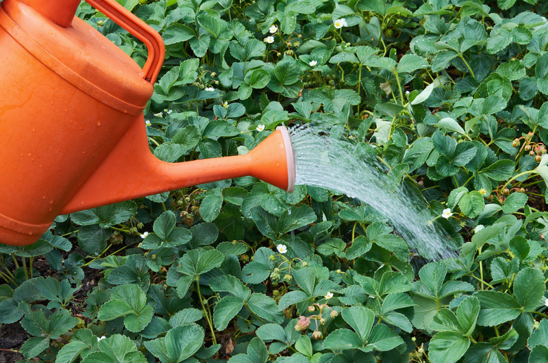 garden design hedge trimming